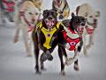 11 - DOG RACE - OETZBRUGGER TOBIAS - austria